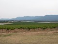 0102-1711 Hunter valley (1060918)